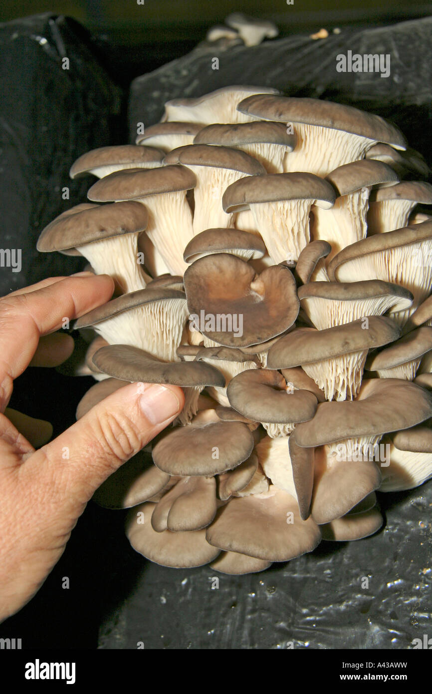 Oyster mushroom Pleurotus ostreatus. Greenhouse in Juneda, Catalonia