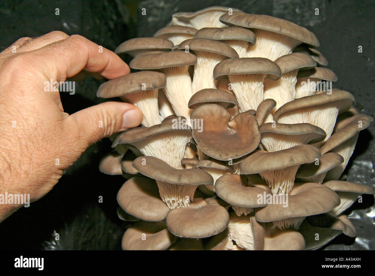 Oyster mushroom Pleurotus ostreatus. Greenhouse in Juneda, Catalonia