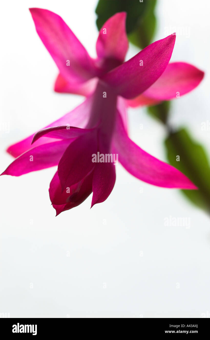 The Christmas Cactus, Zygocactus truncatus, Schlumbergera truncata Stock Photo - Alamy