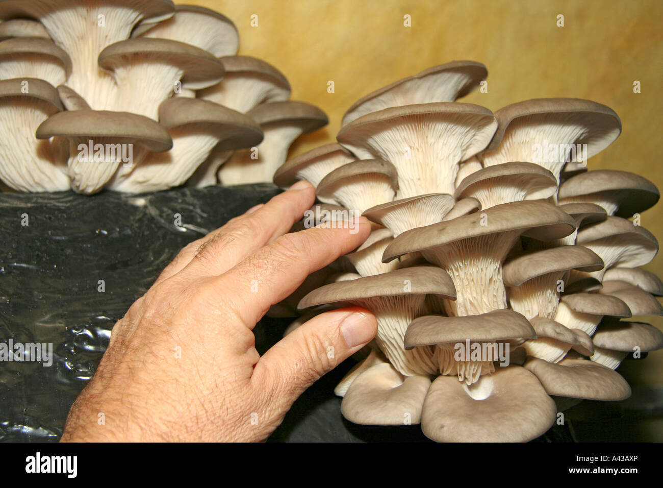 Oyster mushroom Pleurotus ostreatus. Greenhouse in Juneda, Catalonia