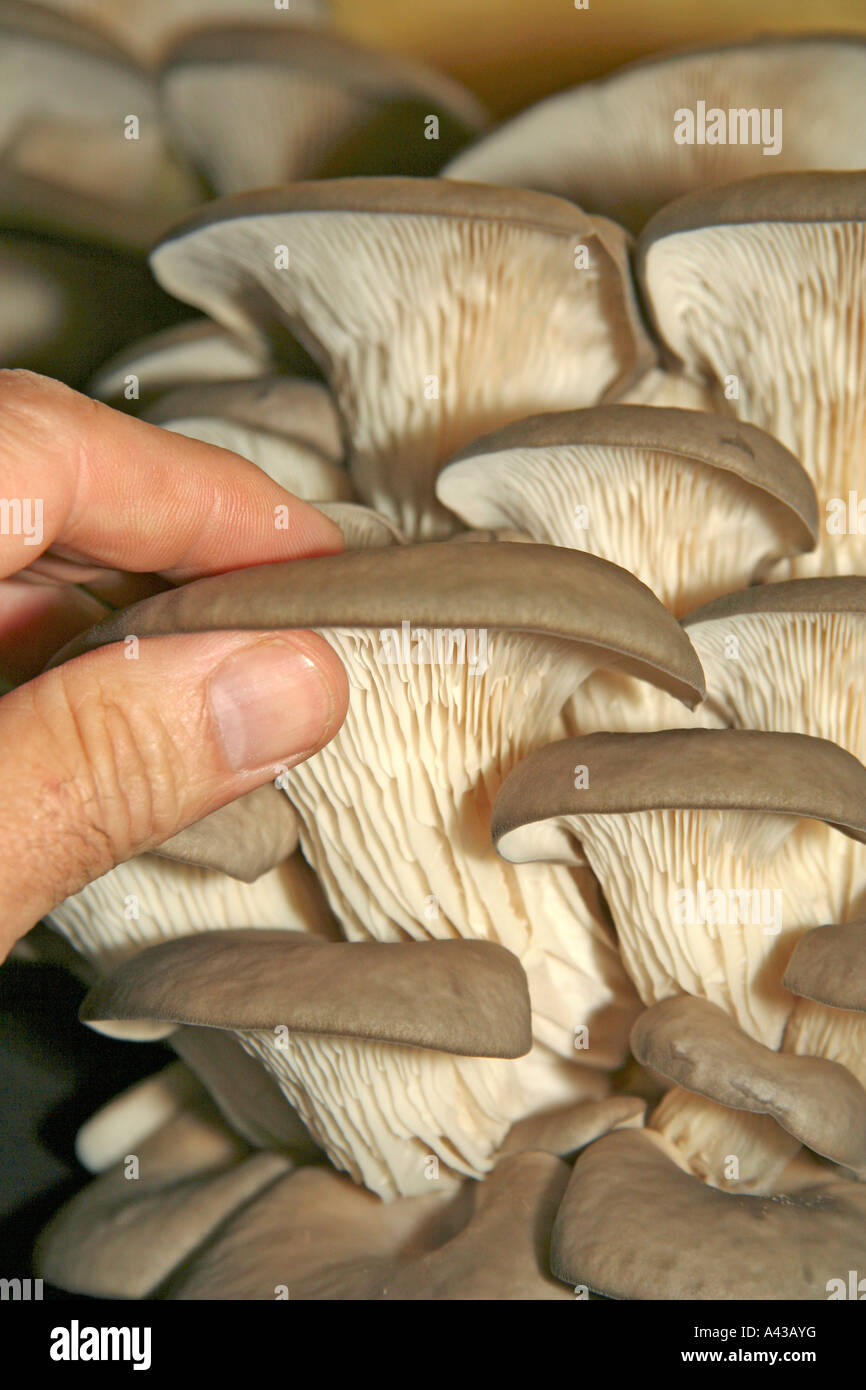 Oyster mushroom Pleurotus ostreatus. Greenhouse in Juneda, Catalonia
