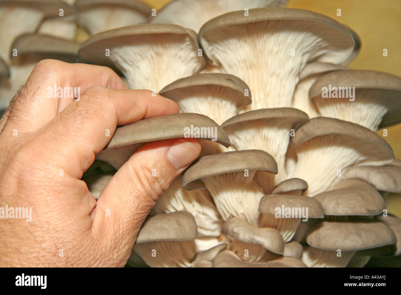 Oyster mushroom Pleurotus ostreatus. Greenhouse in Juneda, Catalonia