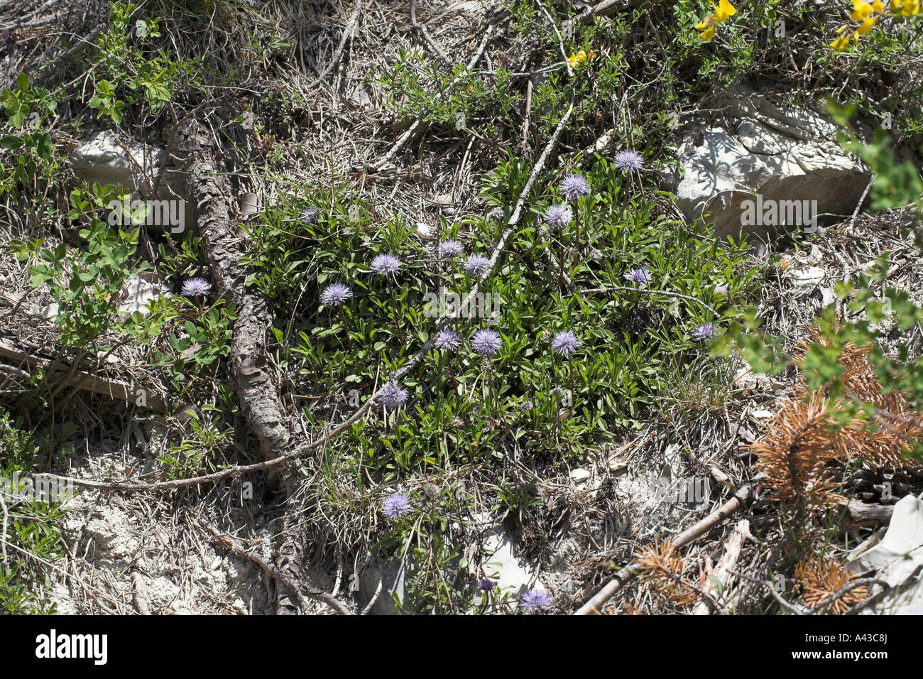 Matted globularia Globularia cordifolia Vercors National Park France Stock Photo