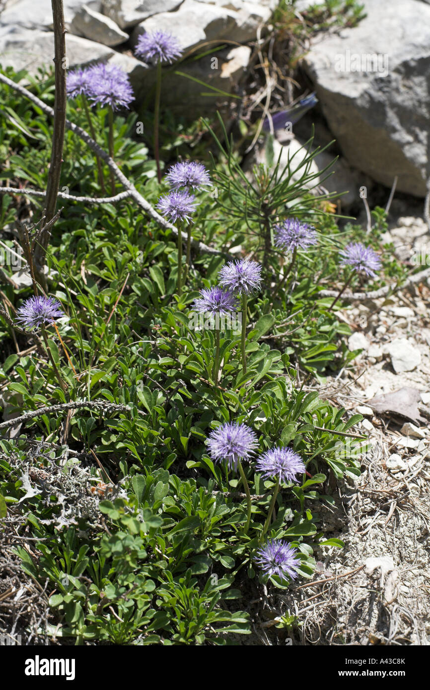 Matted globularia Globularia cordifolia Vercors National Park France Stock Photo