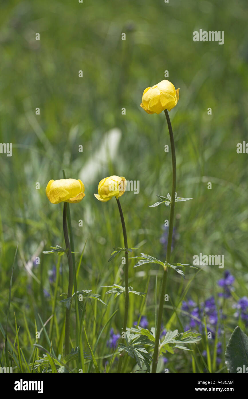Globeflower Trollius euroaeus Vercors National Park France Stock Photo