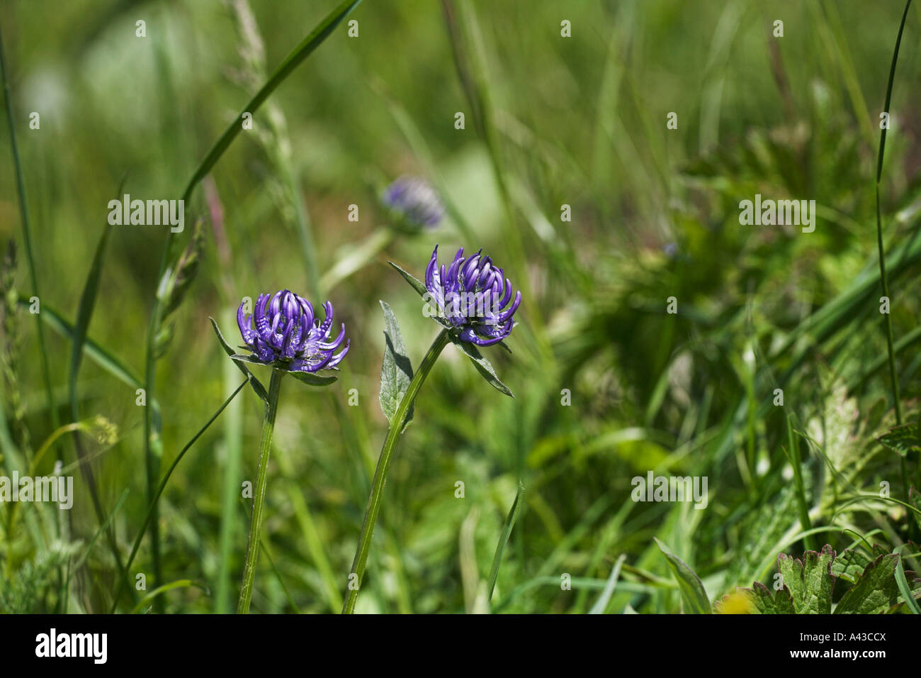 Round headed rampion Phyteauma orbiculare Vercors National Park France ...