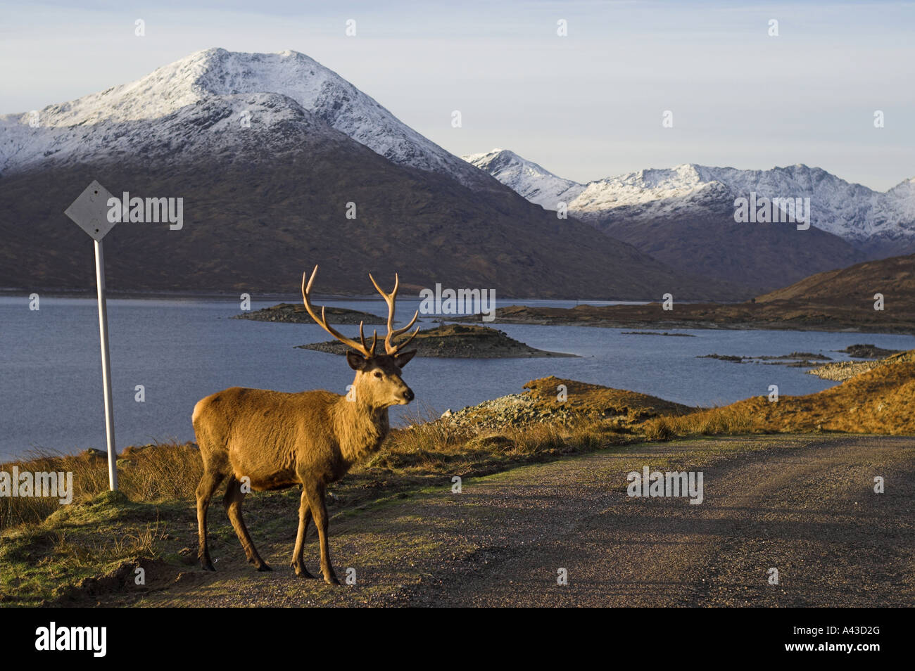 Red deer (Cervus elaphus) stag on Glen Garry moorland in the west Highlands of Scotland, by a single track road. Stock Photo