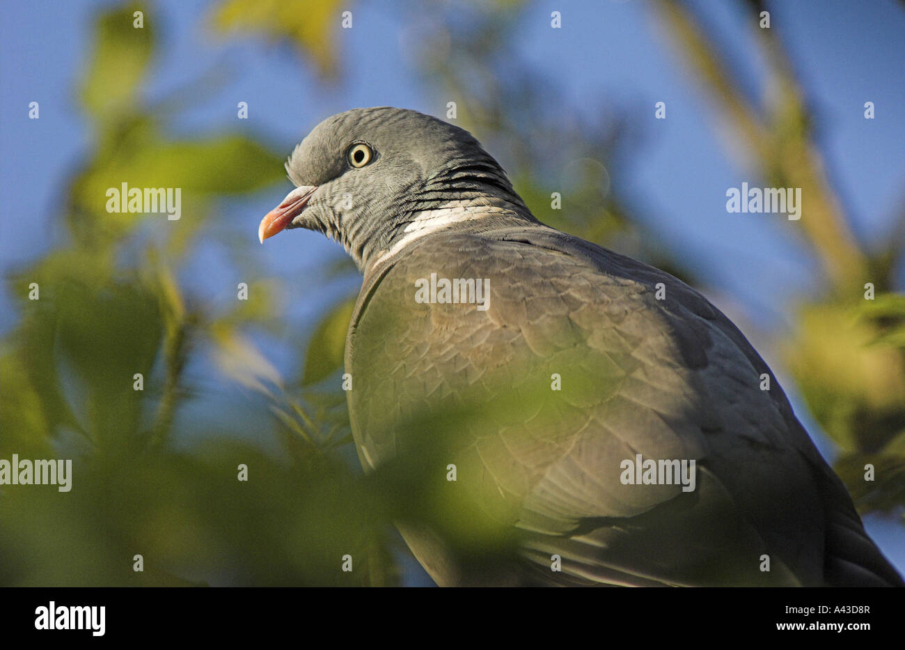 A close up of a woodpigeon (Columba palumbus) in a tree. Stock Photo