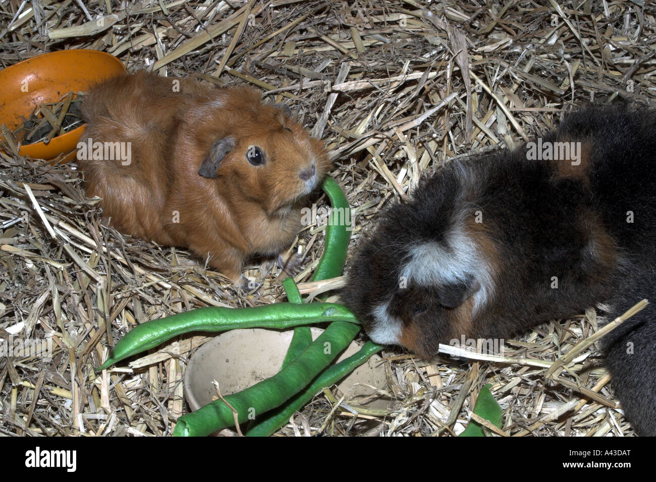 Guinea pigs eating runner beans Stock Photo Alamy