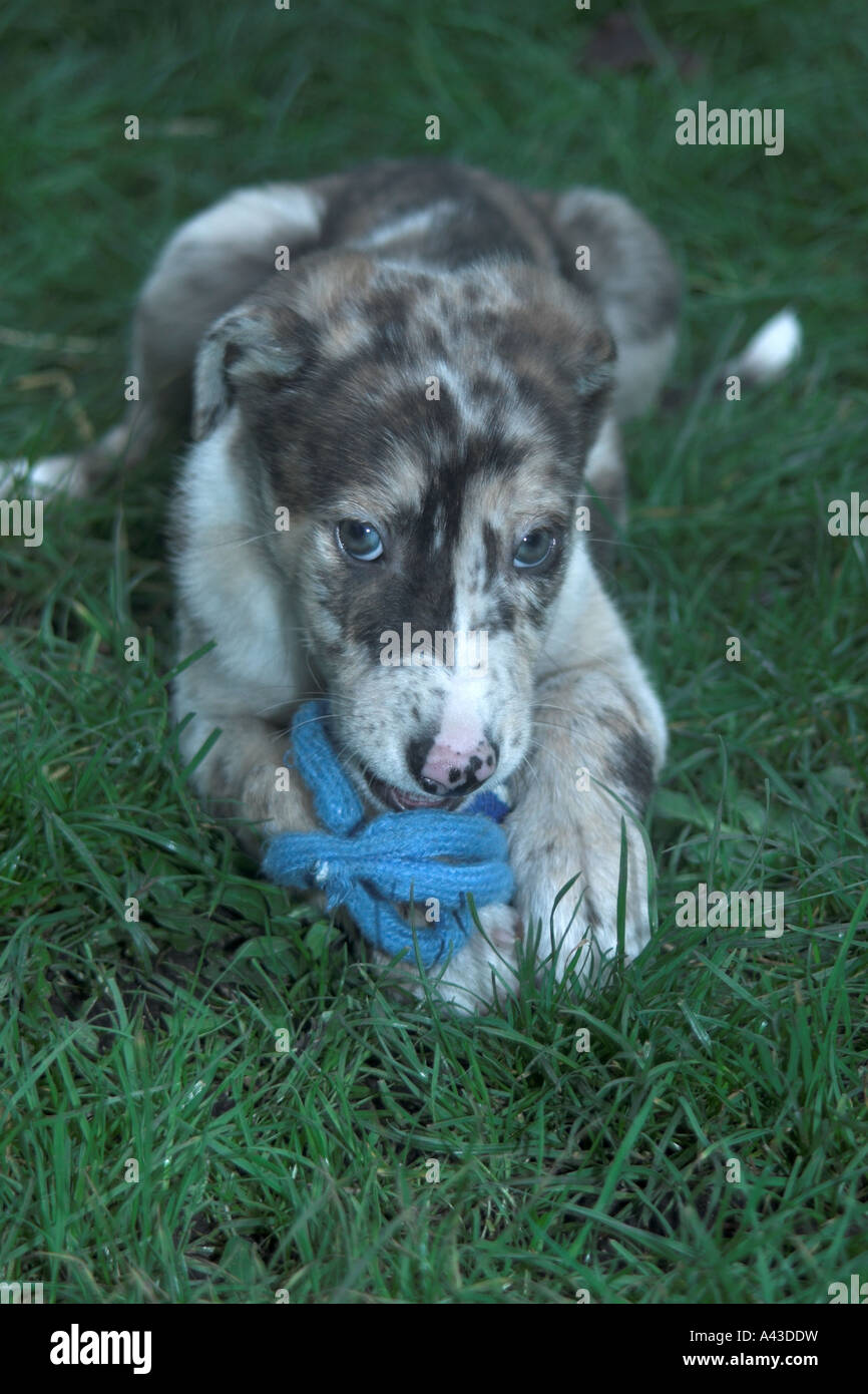 Merle lurcher for sale top