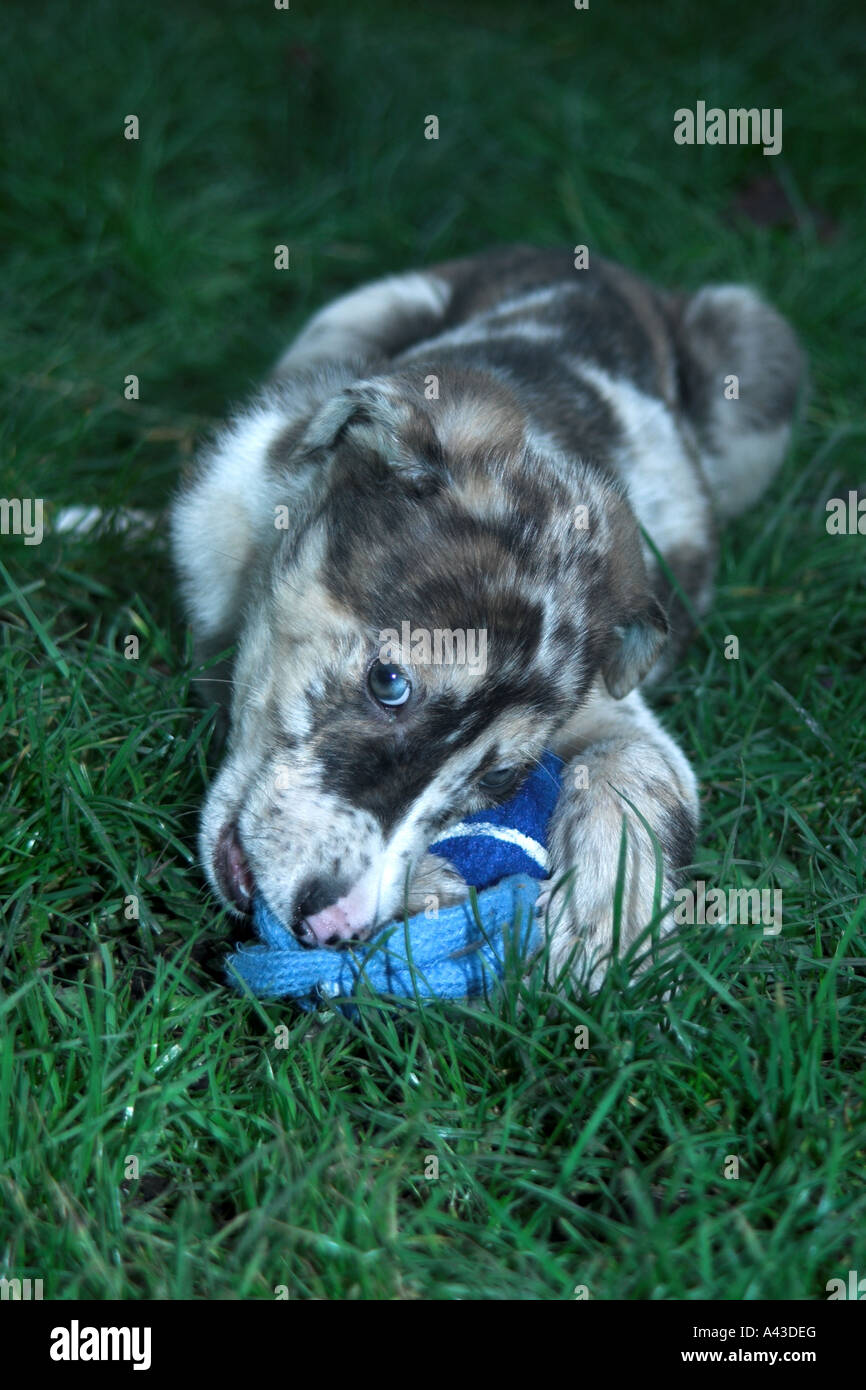 .Lurcher Puppy chewing toy Stock Photo Alamy