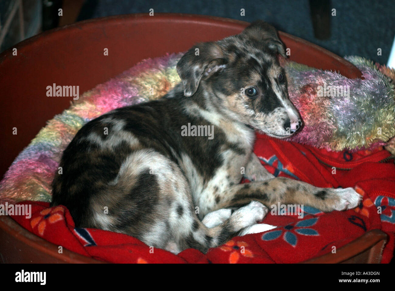 Merle lurcher hotsell puppies for sale