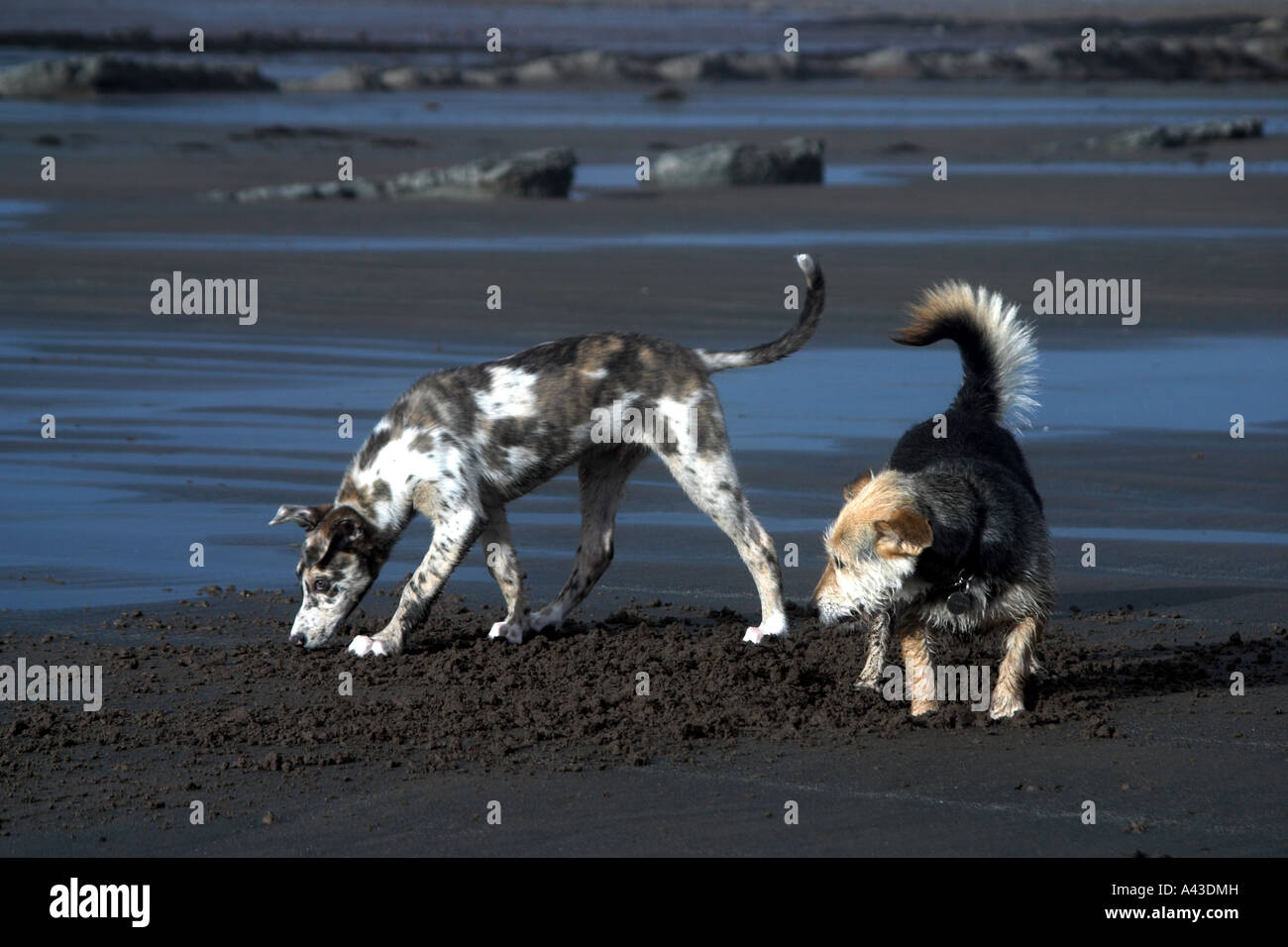 12 week old lurcher puppy. Red merle colouration with mongrel on beach ...