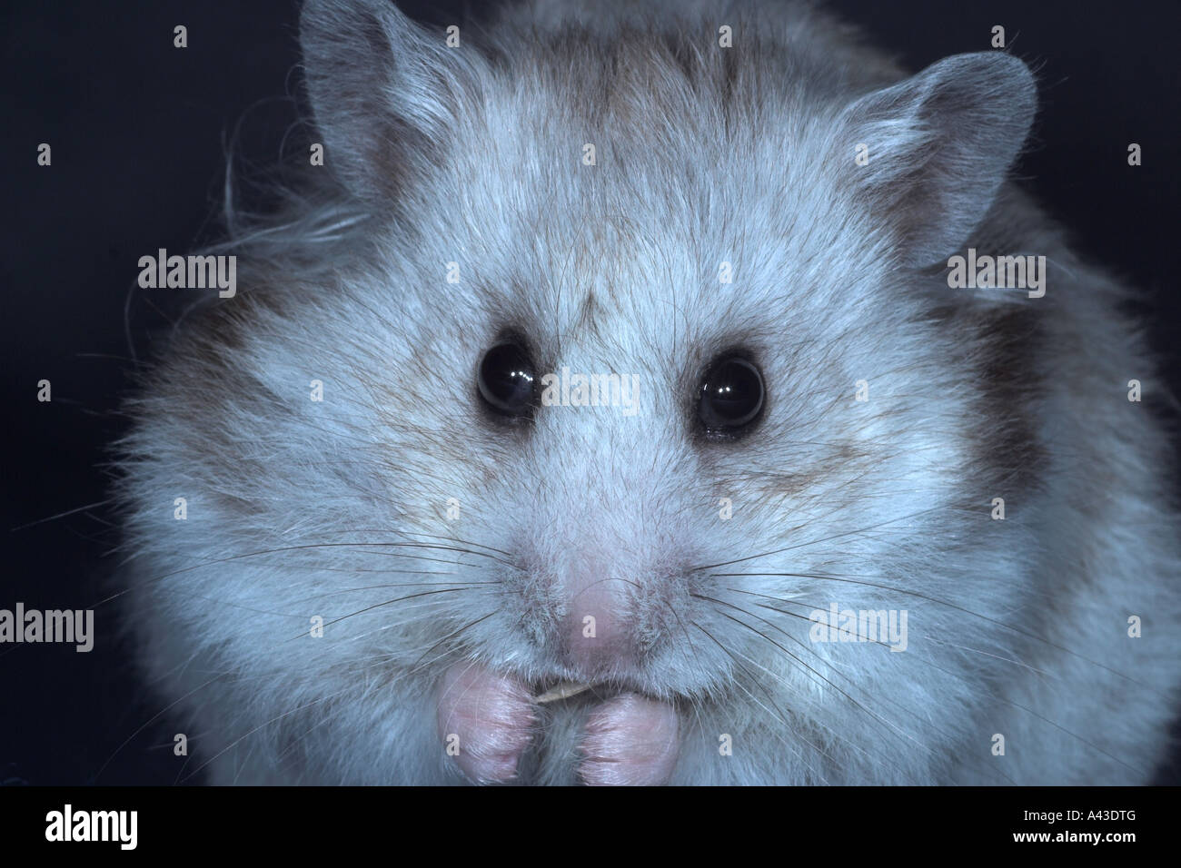 Silver Grey Long Haired Syrian Hampster Feeding Stock Photo