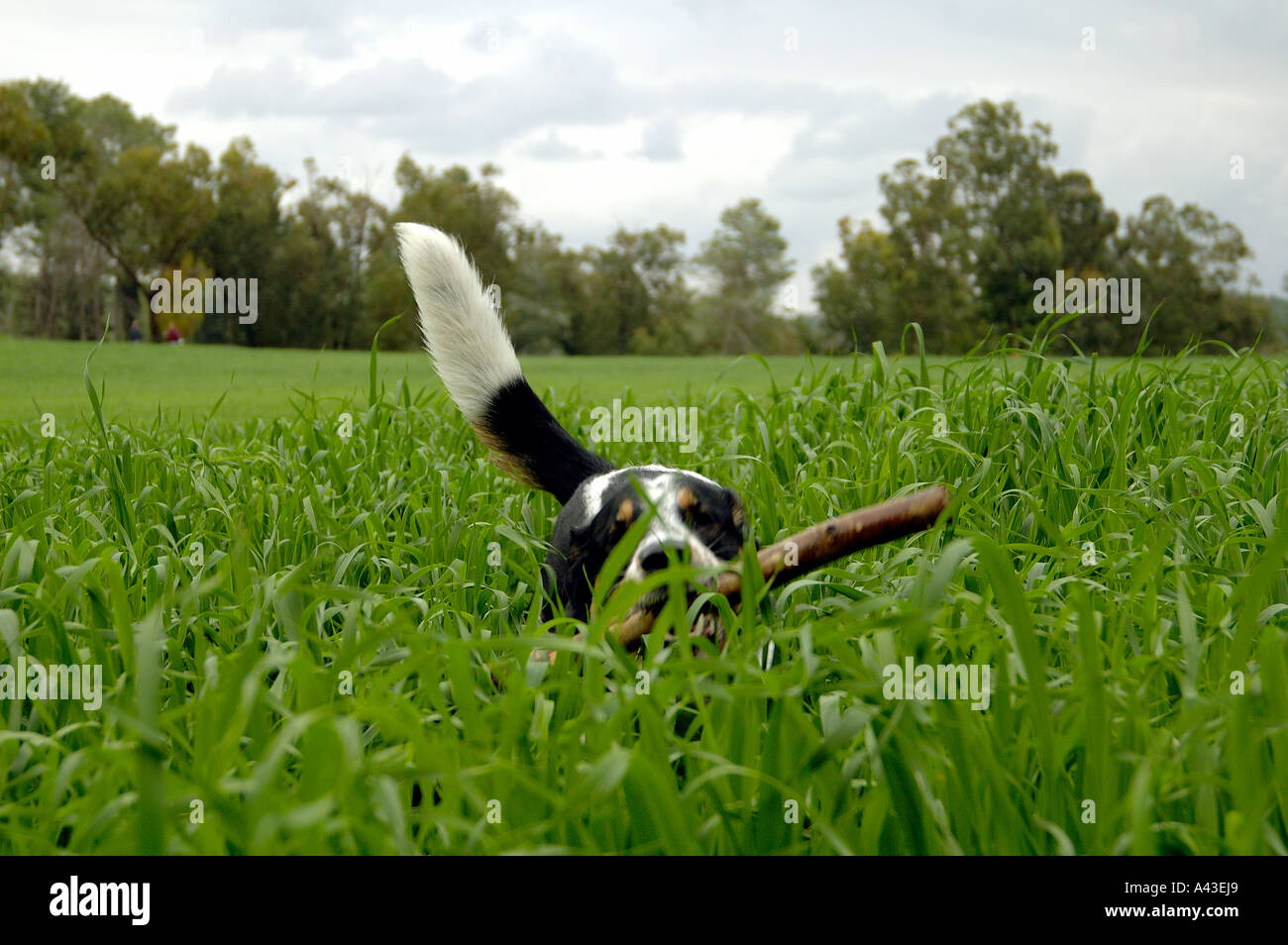 A dog holding stick in his mouth running in a field Stock Photo