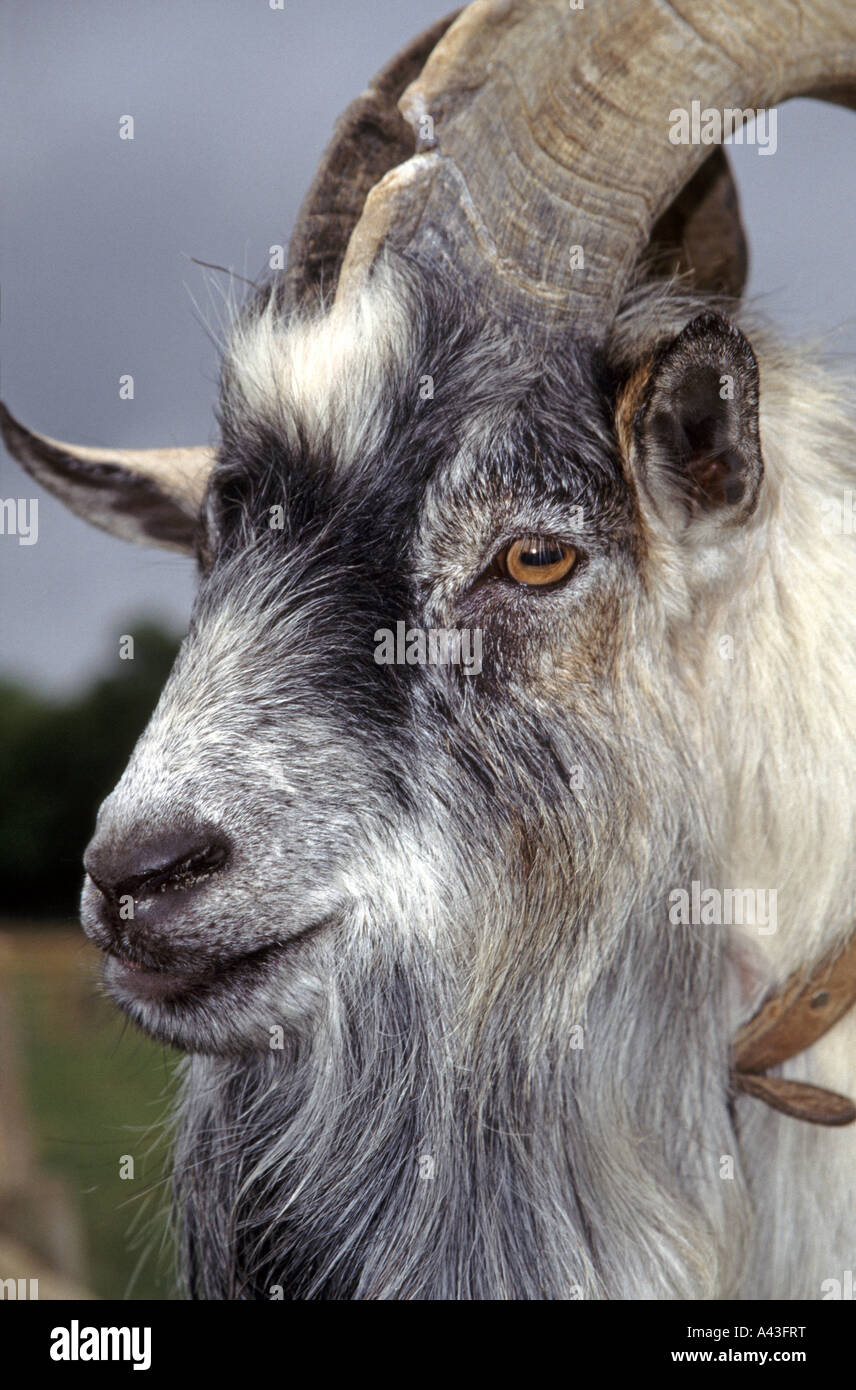 Male Goat Horns High Resolution Stock Photography and Images Alamy