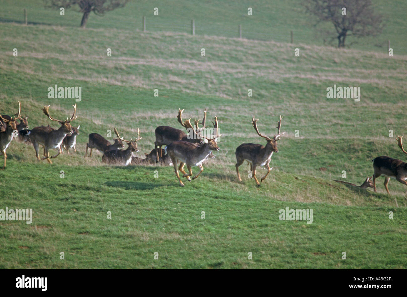 fallow deer dama dama bucks with antlers running across field bredon hill worcestershire uk Stock Photo