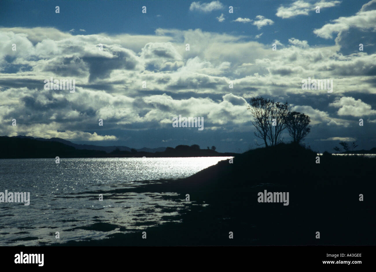 Tree silhouettes at Loch Craignish Argyll Scotland Stock Photo