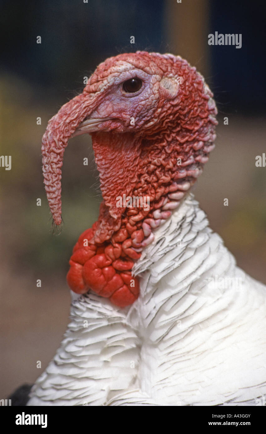 Turkey Neck High Resolution Stock Photography and Images Alamy