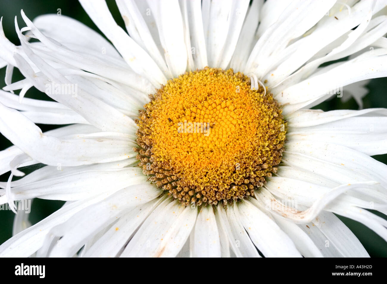 White Shasta Daisy Flower Stock Photo