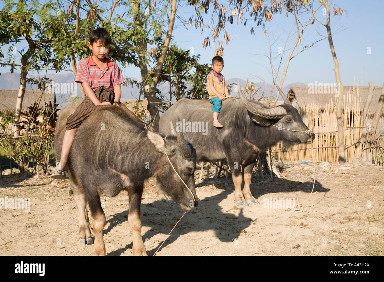 Children riding buffalo hi-res stock photography and images - Alamy