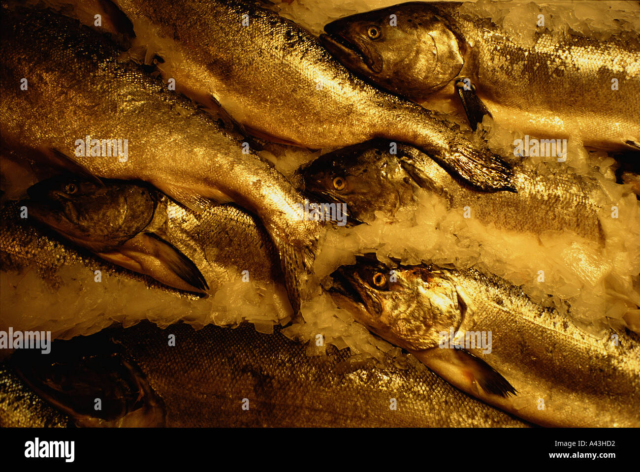 Salmon on ice at the Pike Street Market Seattle WA Stock Photo - Alamy