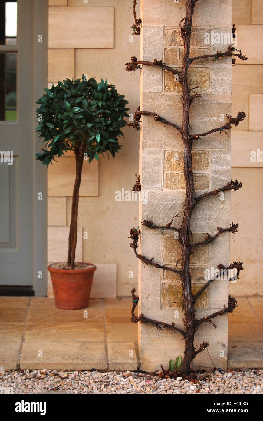 A BAY TREE IN THE PORCH OF A LUXURY BED AND BREAKFAST APARTMENT PART OF A CONVERTED STABLE BLOCK UK Stock Photo