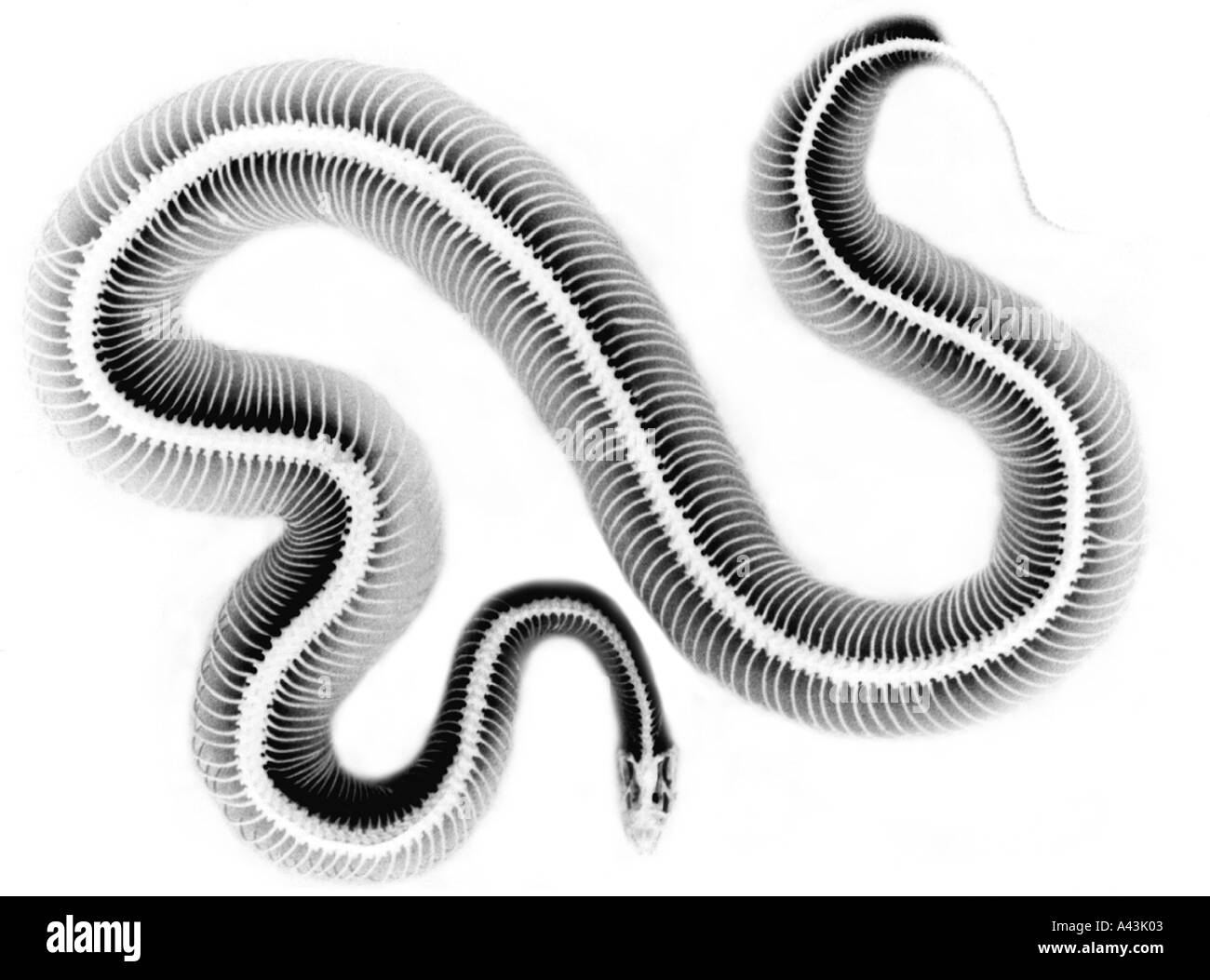 simulated x ray of snake Stock Photo