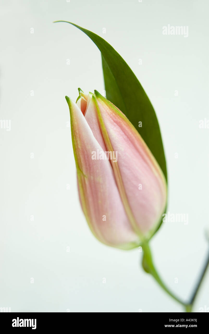 unopened pink lily head against a white background Stock Photo Alamy