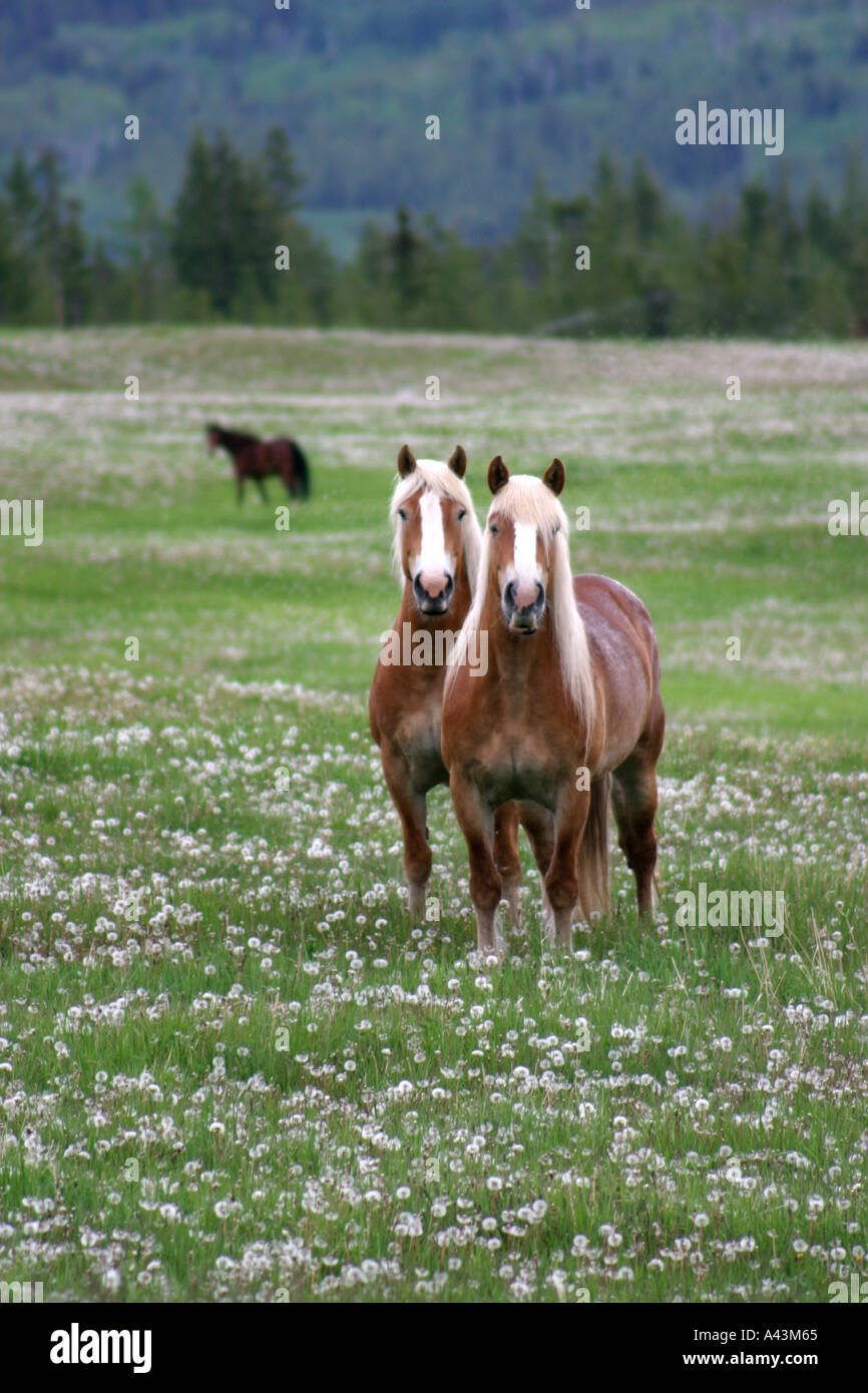 Two identical palomino draught horses Stock Photo