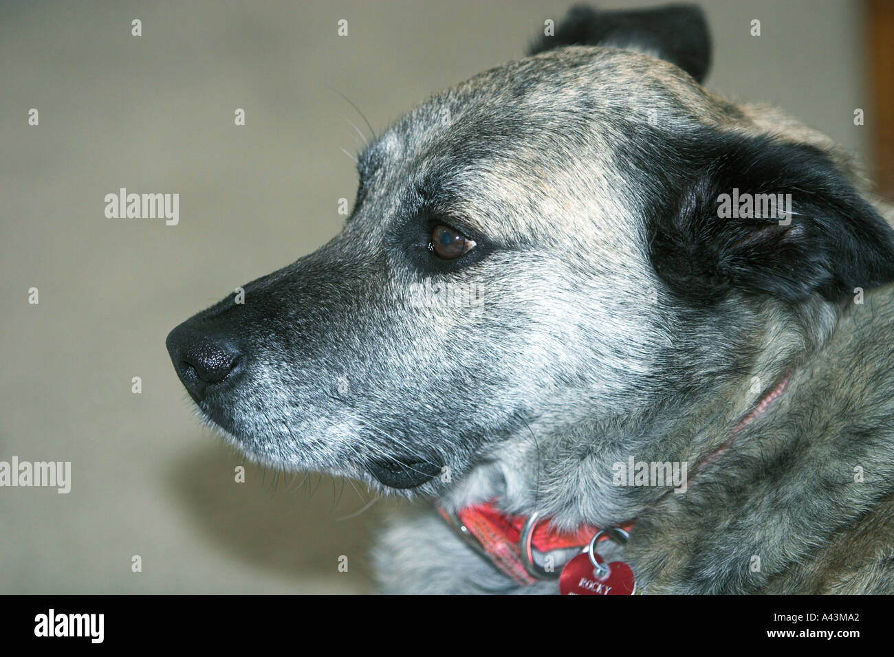 German shepherd and 2025 greyhound mix