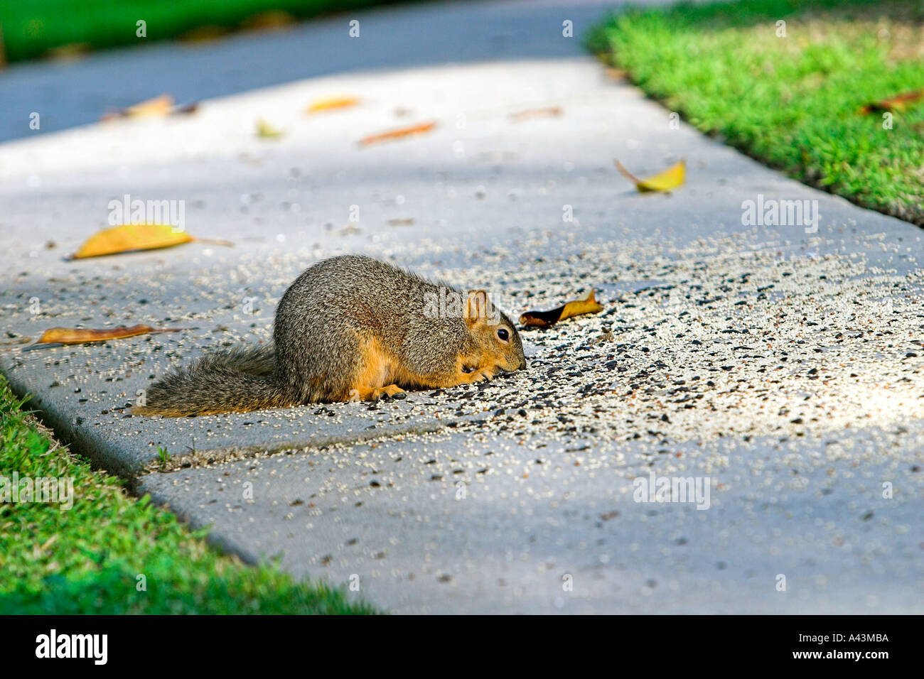 Fox Squirrel Eating Seeds On Sidewalk Stock Photo