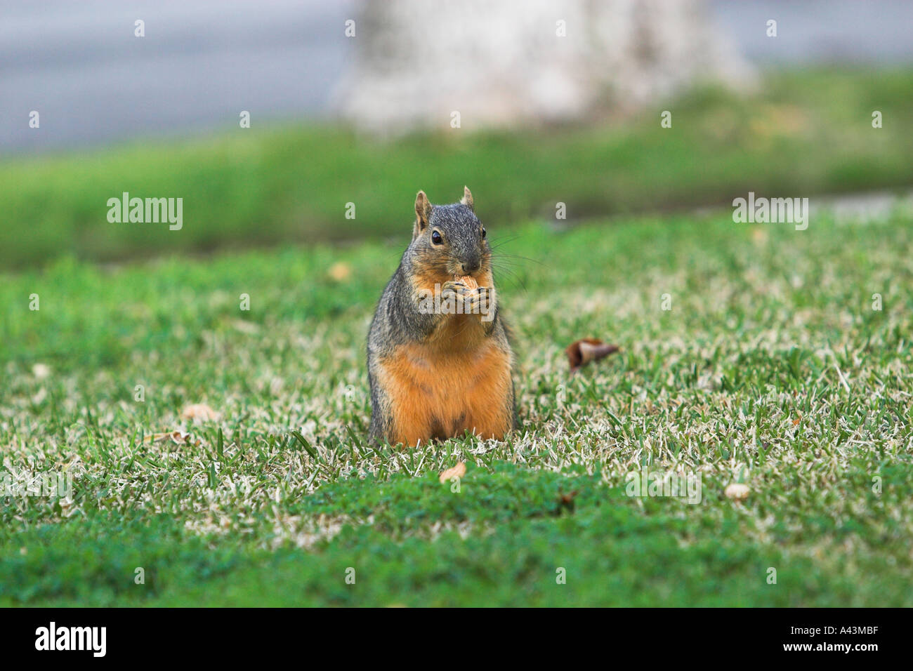 Fox Squirrel Eating Seeds On Sidewalk Stock Photo