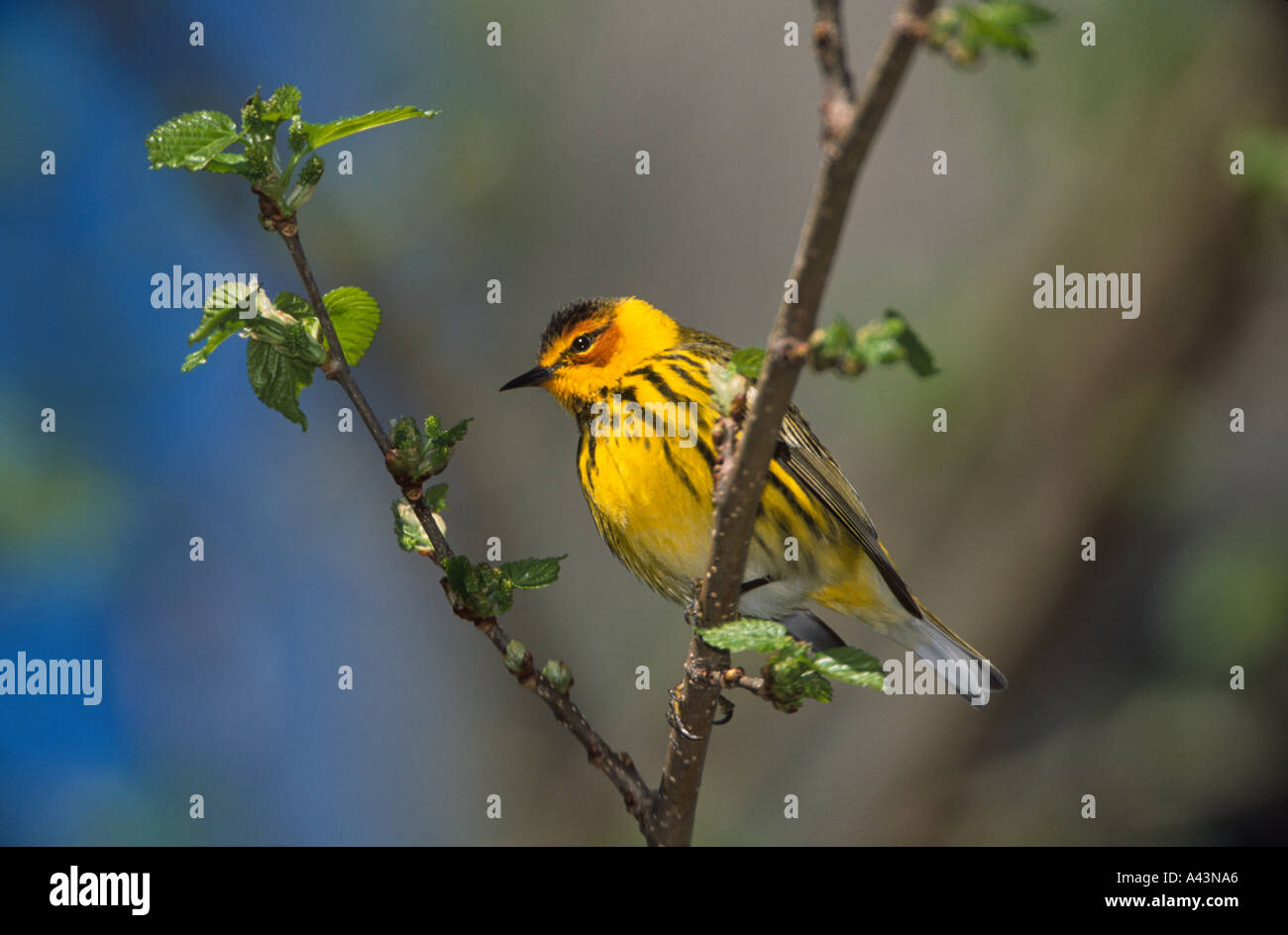 Cape May warbler photographed during spring migration through Magee ...