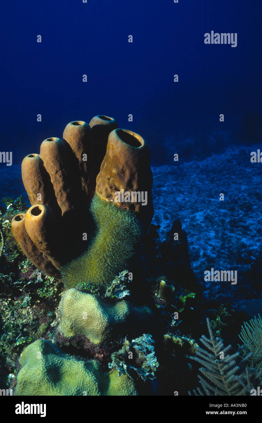Brown tube sponges with encrusting corky seafinger Cayman Brac B W I Stock Photo
