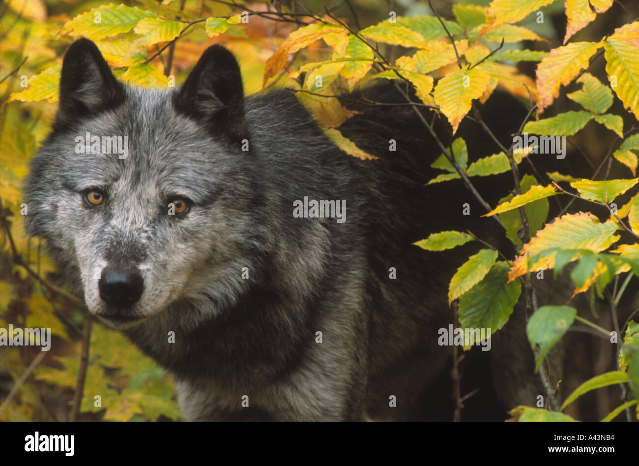 Gray wolf in fall colored leaves wolf preserve Canada Stock Photo