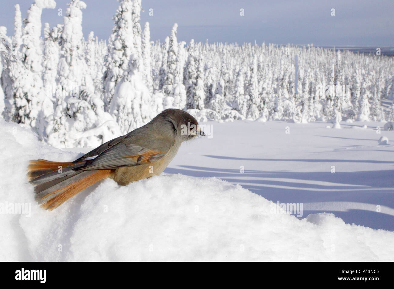 Siberian Jay on Snow Covered Tree in Finland Stock Photo