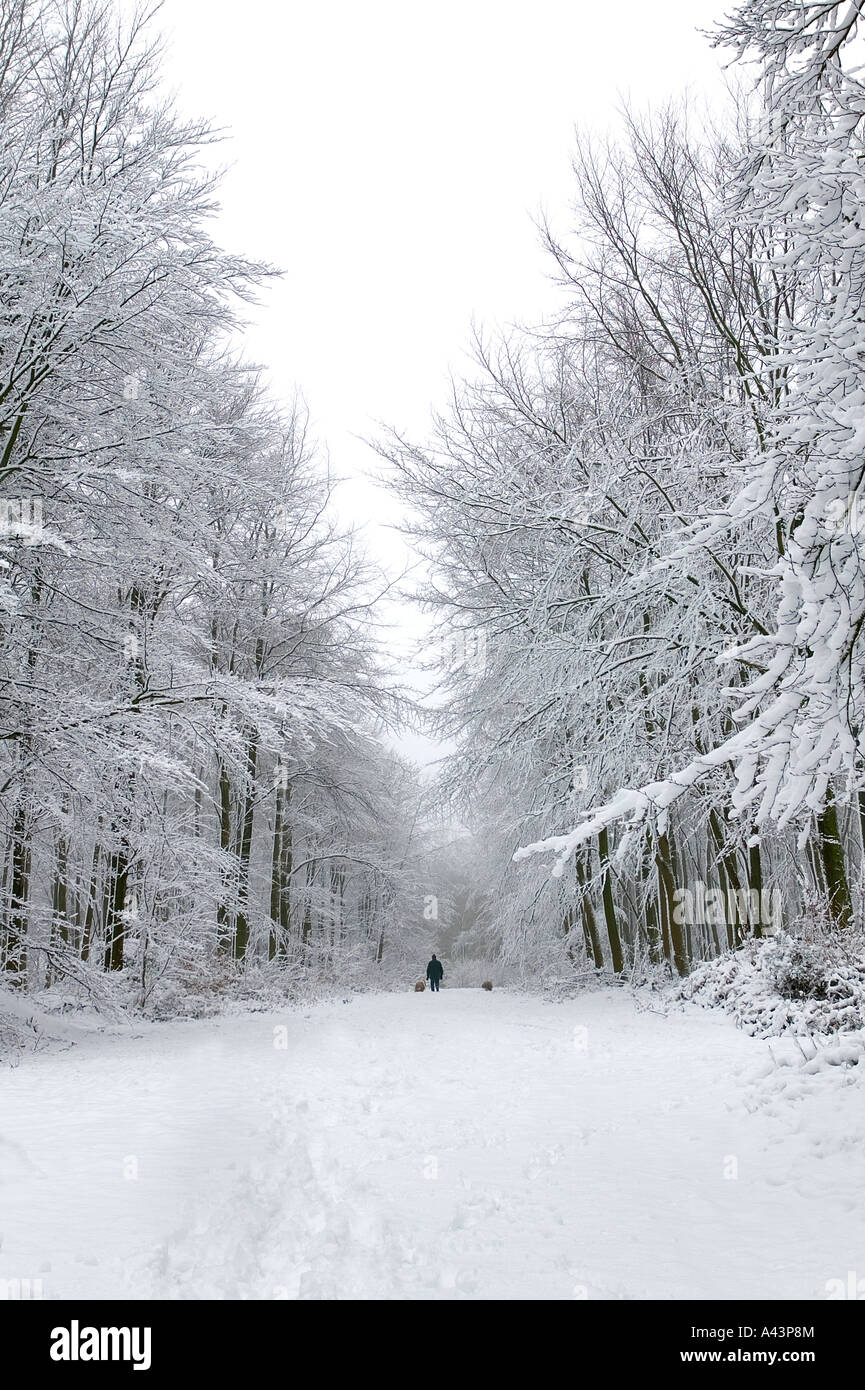 Man walking two dogs in a snow covered forest Stock Photo - Alamy