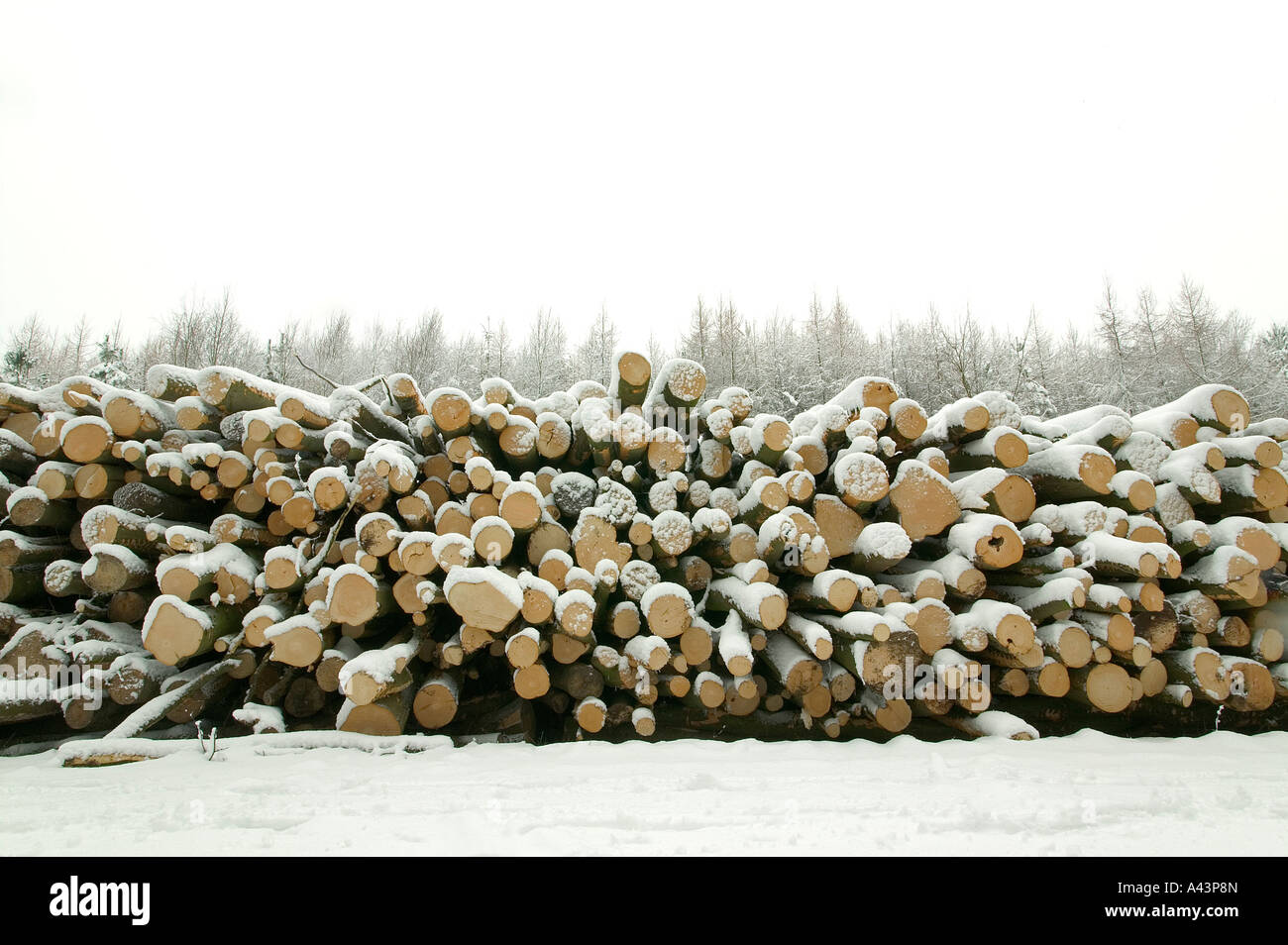 Log pile in the forest covered in snow Stock Photo