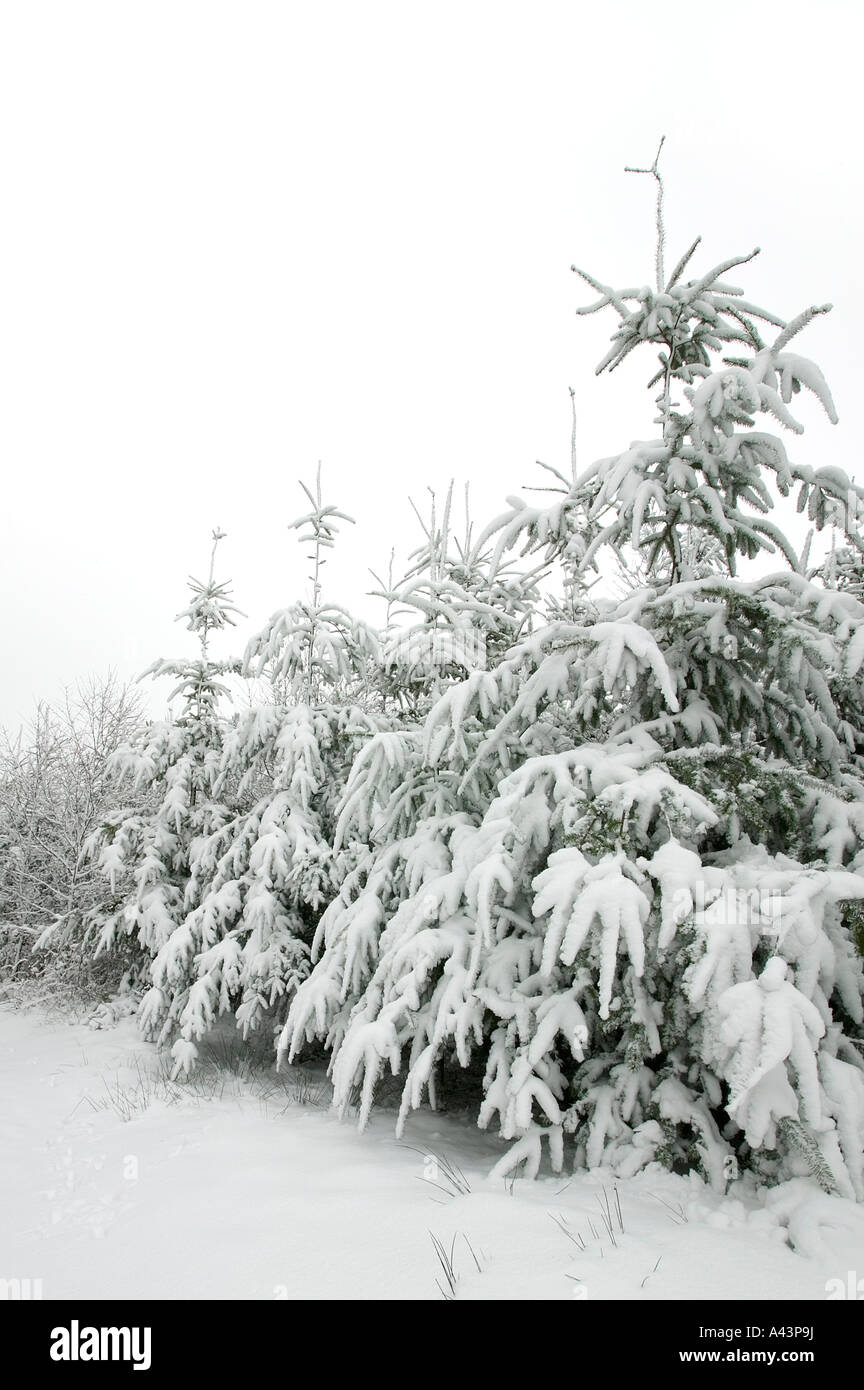 Fir trees covered in fresh white snow Stock Photo