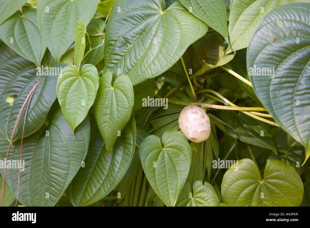 Air potato (Dioscorea bulgifera) plant in Florida, USA Stock Photo - Alamy