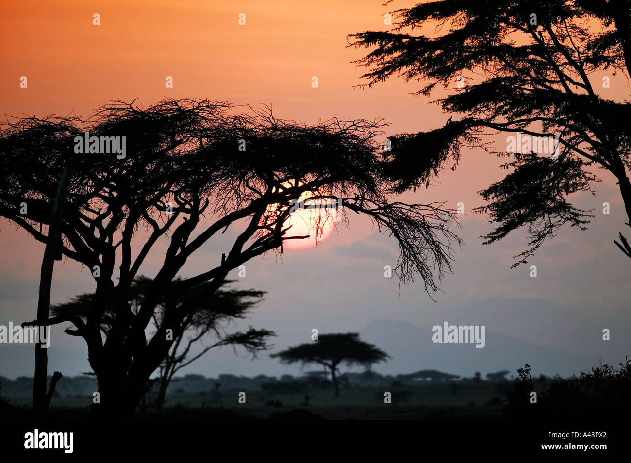 Sunrise through Acacia trees Lewa Wildlife Conservancy Kenya Stock Photo