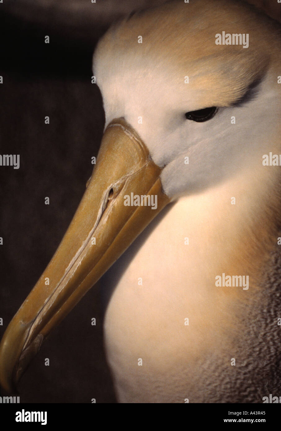 Galapagos albatross hi-res stock photography and images - Alamy