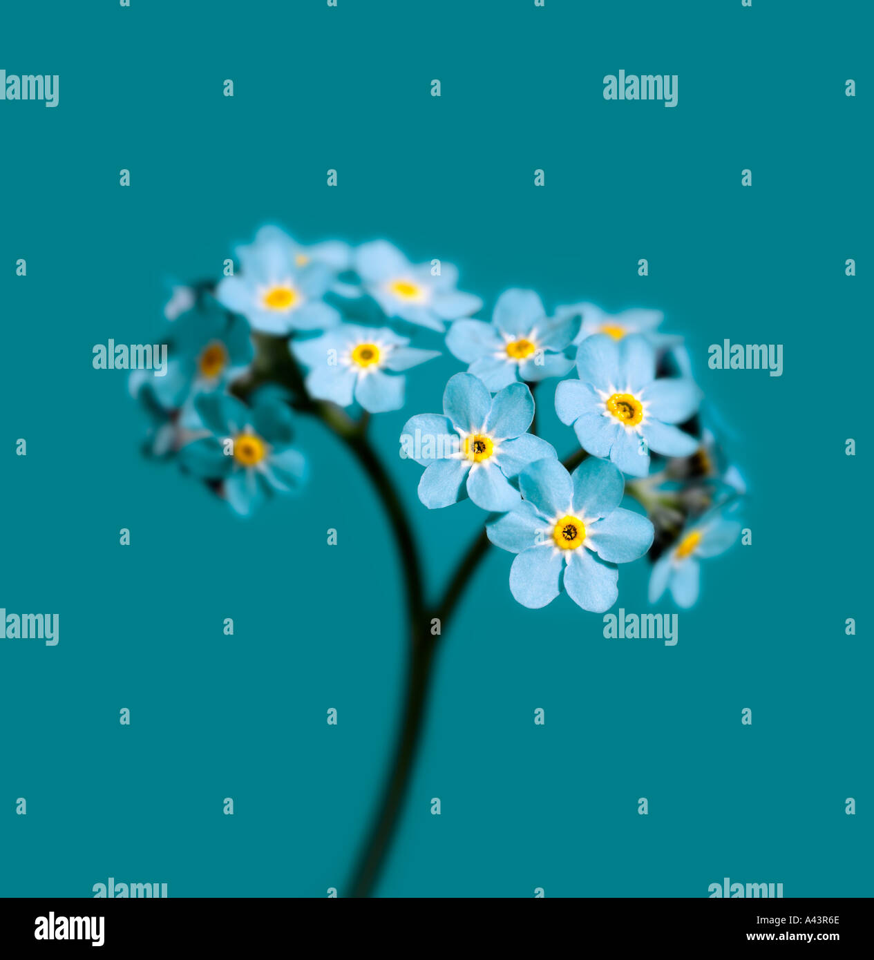 Forget me not Myosotis arvensis flowers photographed on a turquoise background This common plant which flowers in spring is fo Stock Photo