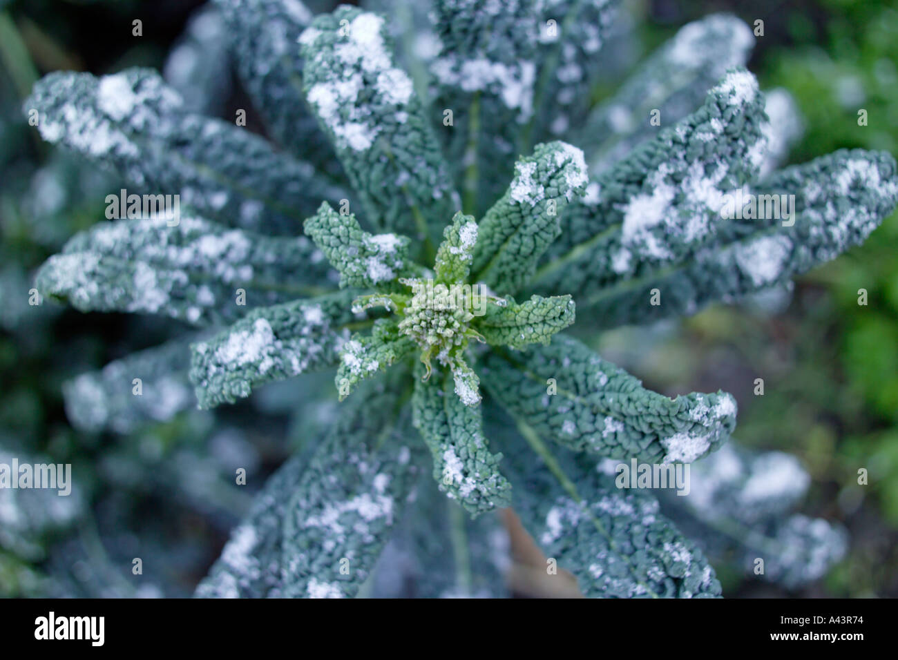 Kale Nero Di Toscana Precoce Viewed from  above with a dusting of snow and winter frost Stock Photo