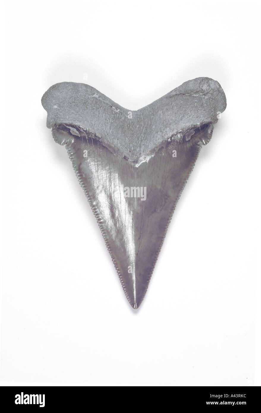Fossil Tooth From Carcharocles Angustidens Shark (Non-Viewing Side), From Oligocene Epoch Stock Photo