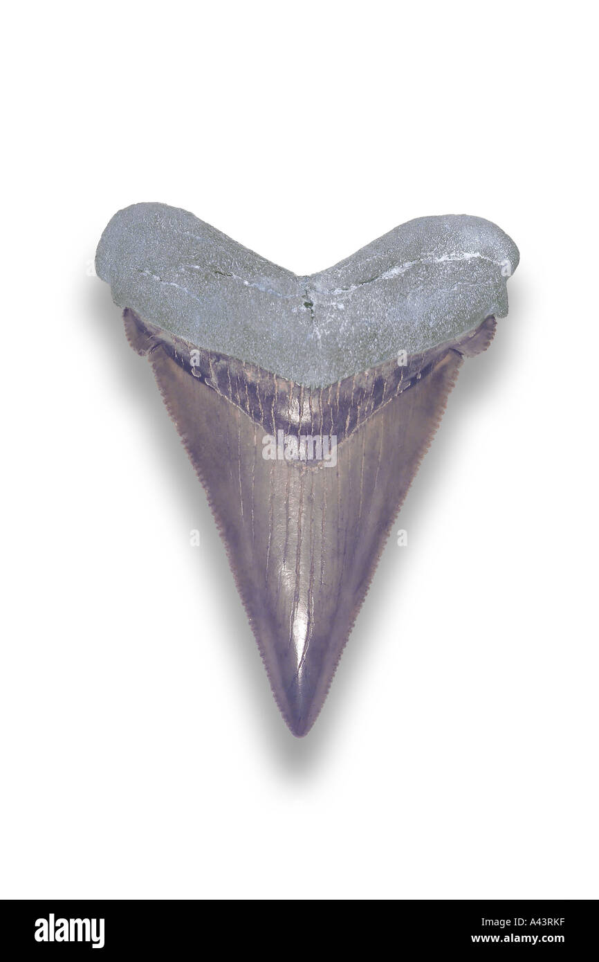 Fossil Tooth From Carcharocles Angustidens Shark (Viewing Side), From Oligocene Epoch Stock Photo