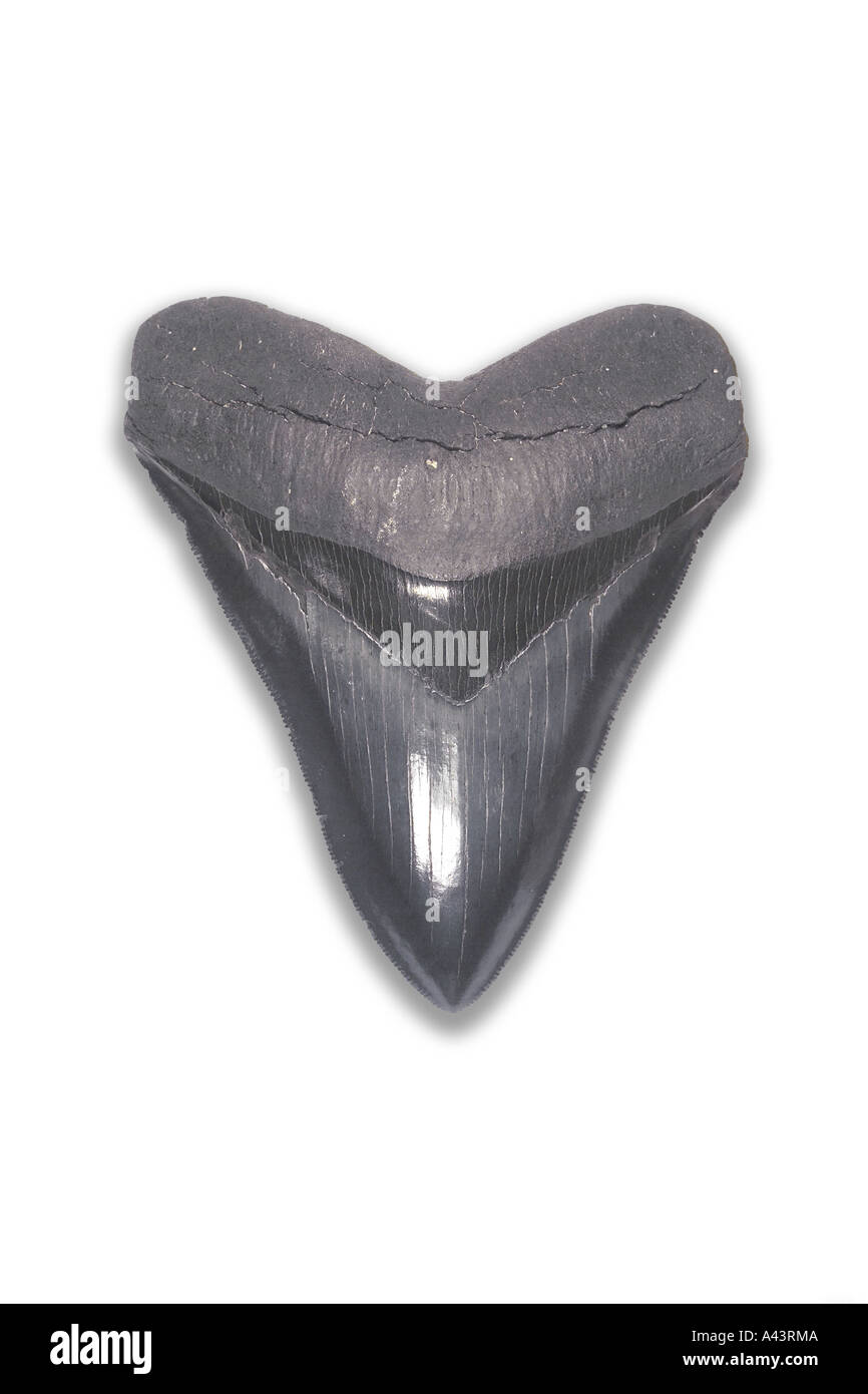 Fossilized Tooth From Carcharocles Megalodon (Viewing Side) From Miocene Epoch Stock Photo