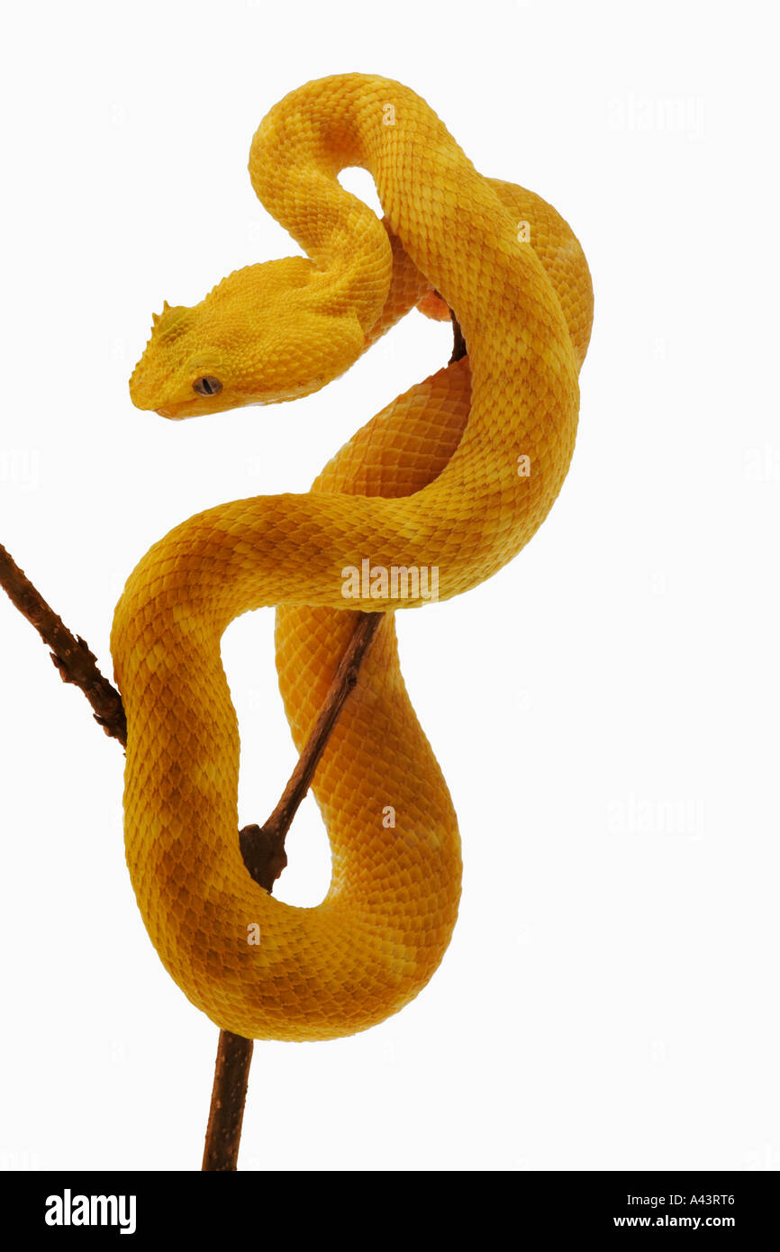 Eyelash Viper Bothriechis schlegelii Arboreal snake equipped with prehensile tail which allows free movement up trees and branch Stock Photo