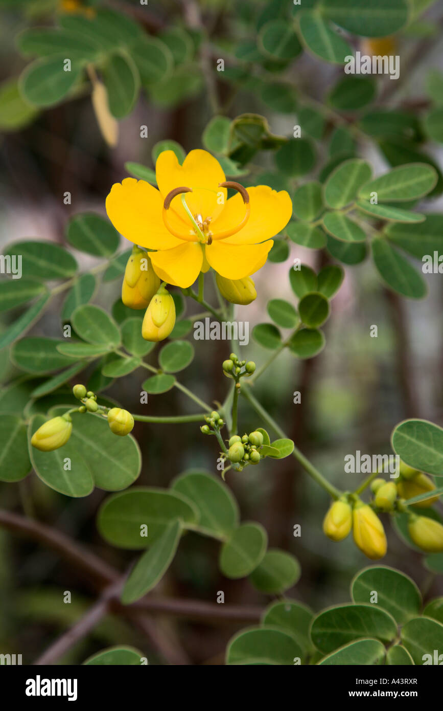 Yellow bloom of the Cassia Bicapsularis tree Stock Photo